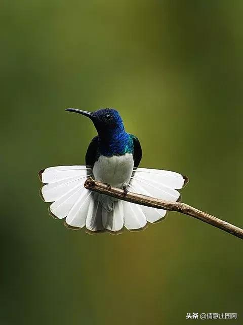 一只会听人话的小鸟,小鸟戴帽子变脸