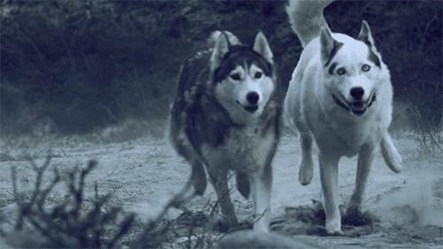 哈士奇萨摩金毛哪个好养,萨摩耶跟哈士奇阿拉斯加犬的区别