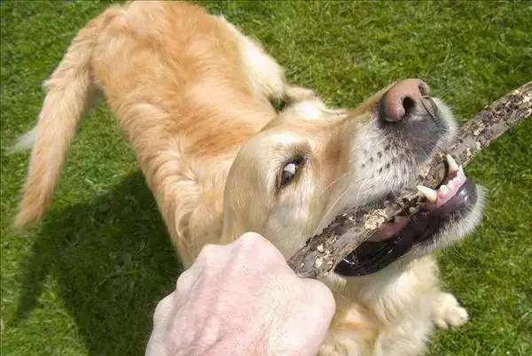 被小狗的牙齿刮到没出血要紧吗,被小狗狗牙齿刮蹭了皮要打疫苗吗