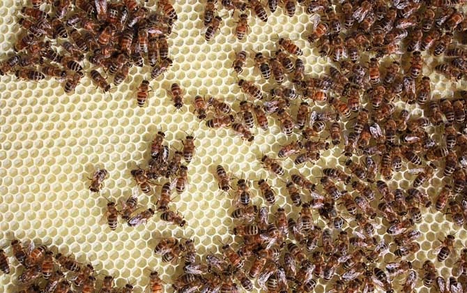 哈茨木霉菌防控蜜蜂病害,冬季蜜蜂怎么防病害的