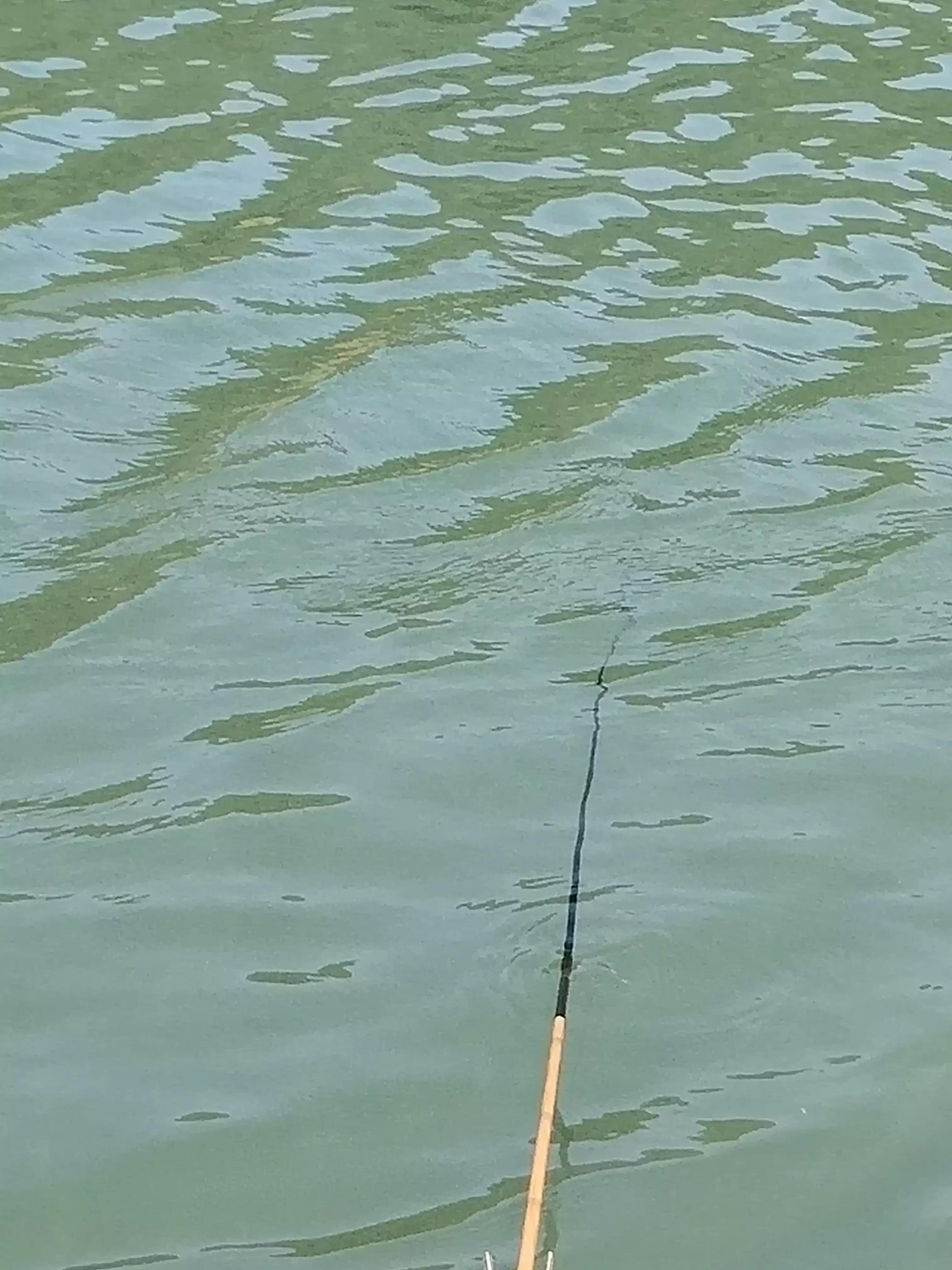 秋季宁波钓鱼,秋钓深潭