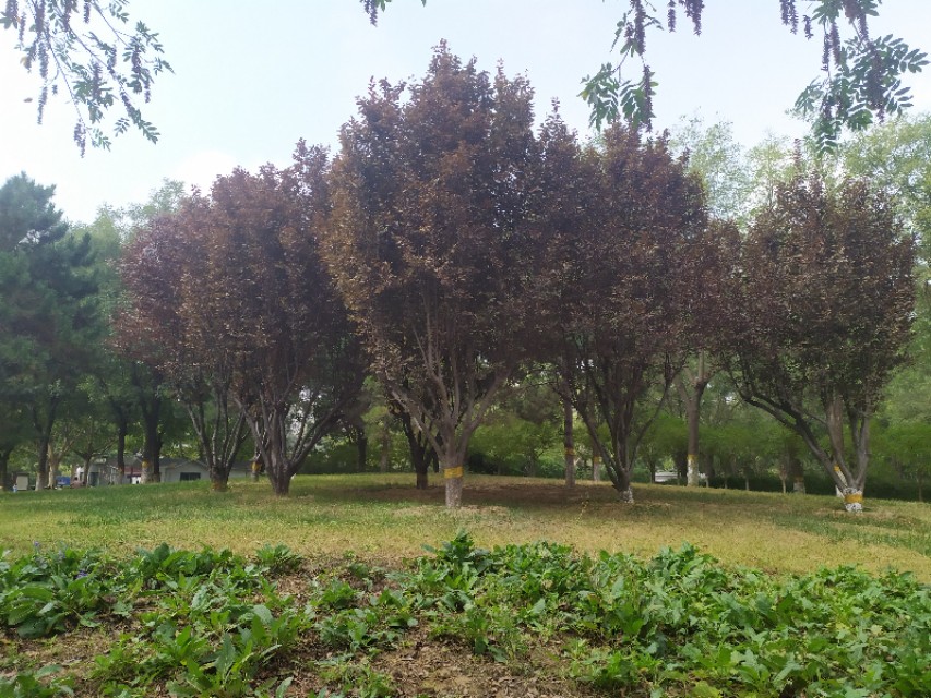 东环公园冬季图片,东环公园景点的介绍