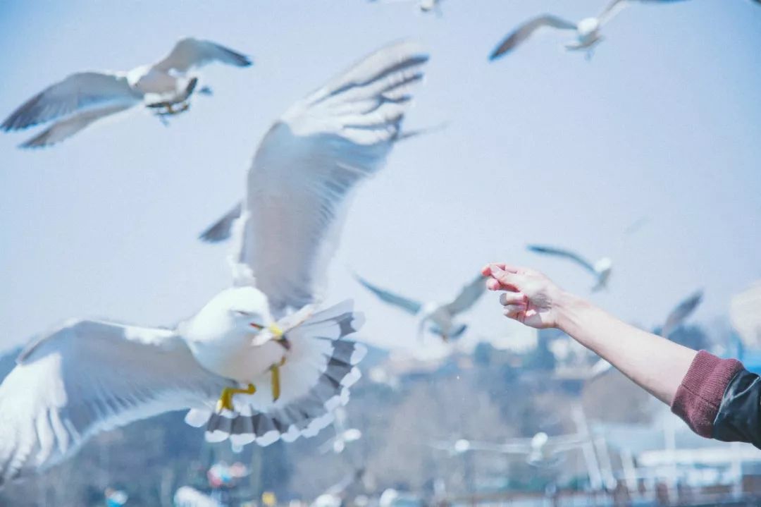 美过三亚！比厦门浪漫！中国这座海滨老城，去一次相当于环游世界