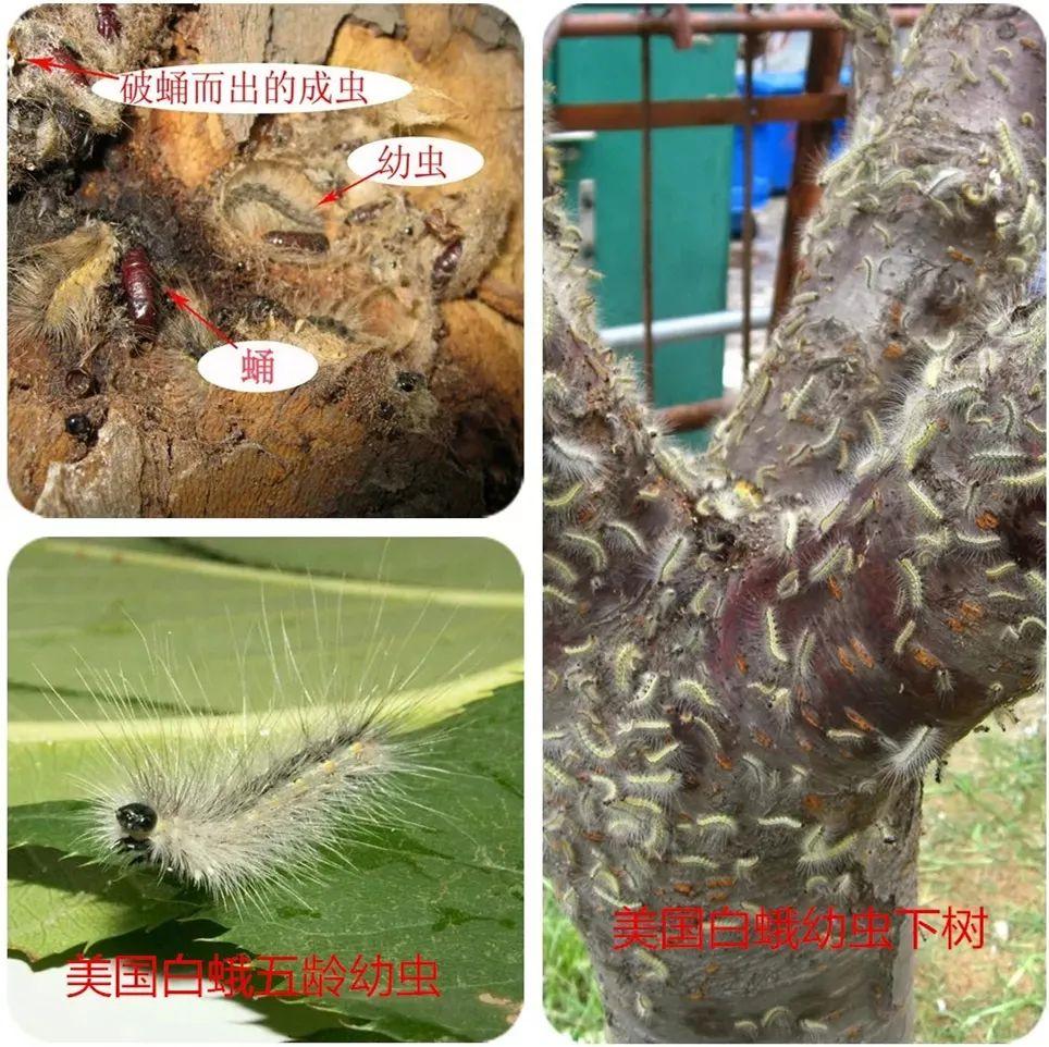 园林植物常见病虫害识别与防治,园林冬季病虫害防治