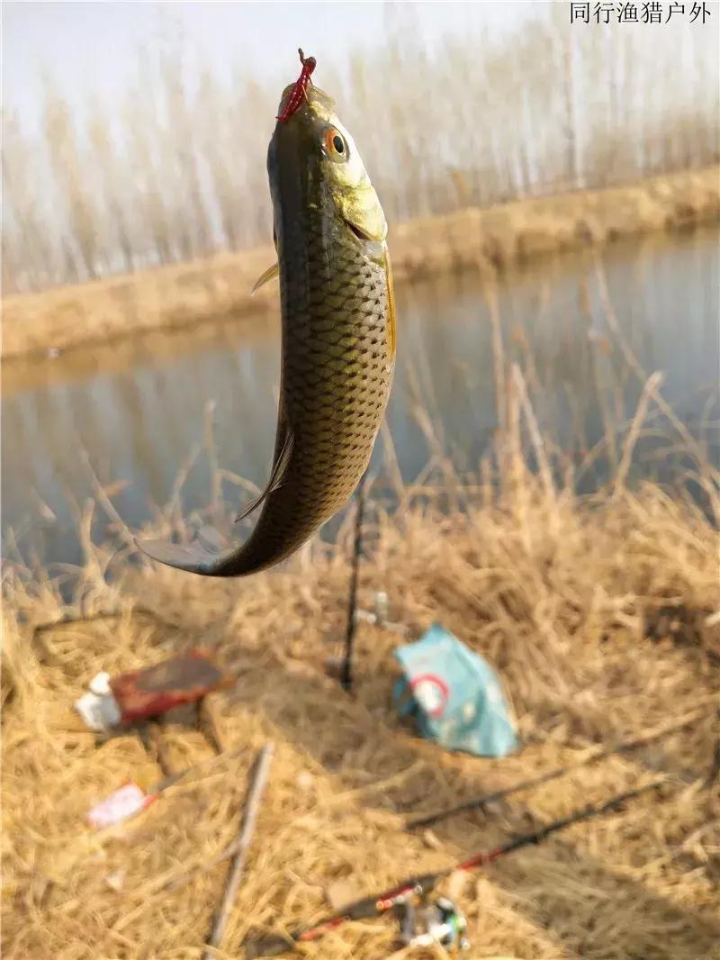 钓鱼笔记之小塘有惊喜全集,钓鱼小笔记