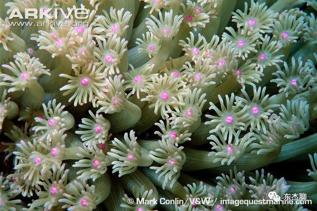 lps和sps可以一起养吗,哪些lps适合新手养