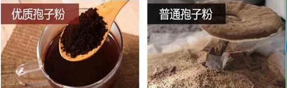 买灵芝孢子粉吃,买灵芝需要注意什么