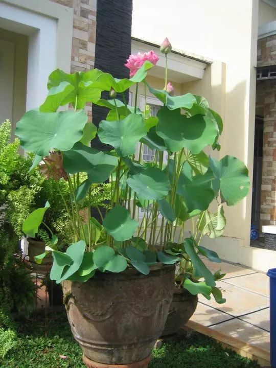 大水缸里面种植荷花,家里有个大水缸适合养哪种荷花