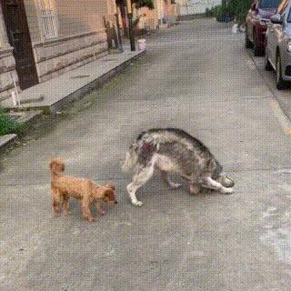 流浪哈士奇偷吃狗粮,哈士奇被饿骨瘦如柴