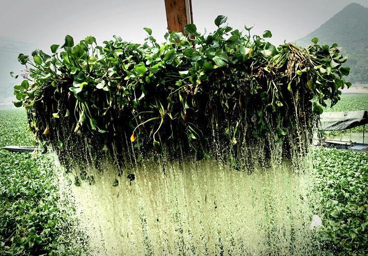 海关查获珍贵多肉植物,海关截获美国液体包裹