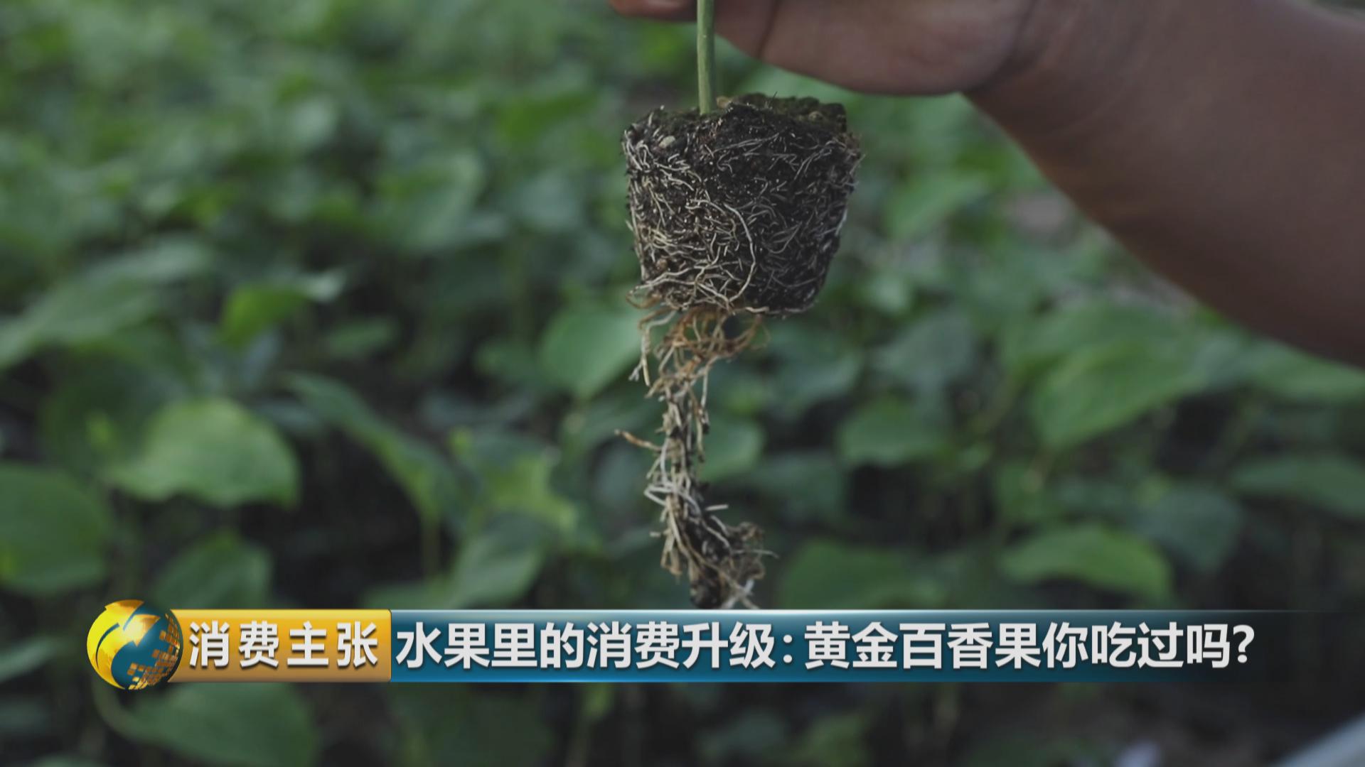 黄金百香果和台农百香果区别,黄金百香果和百香果哪个营养高