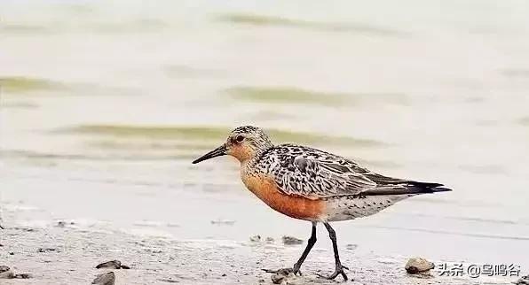 看图识鸟图片及答案,看图识鸟软件哪个好用