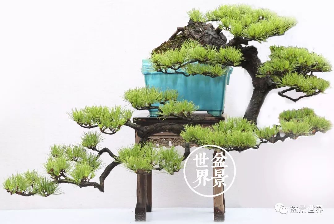 黑松盆景精品图片,黑松盆景精品欣赏