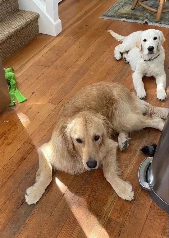 我家狗子被日托所开除了，哈哈哈哈哈笑喷了