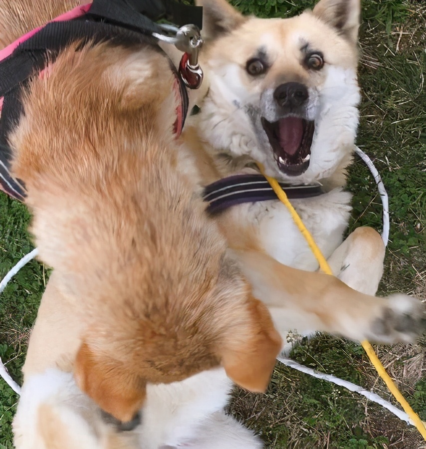 养两只狗狗总是打架怎么办,家里两只狗打架