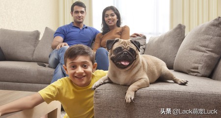 什么犬哈巴狗最好养,养一只哈巴犬的注意事项