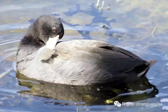 美洲有几种猛禽,美洲三大动物