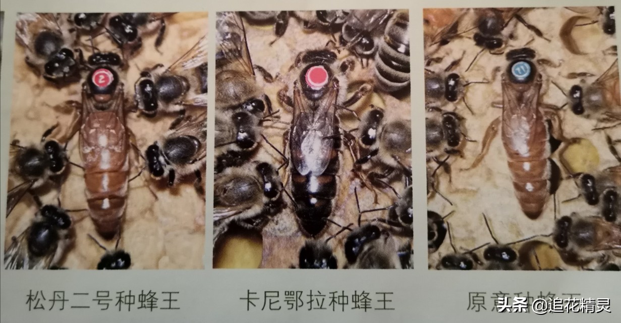 双色王的品种介绍,双色王怎样培育的