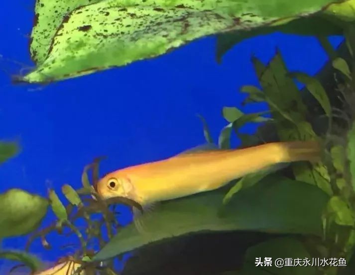 十种最漂亮的观赏鱼视频播放,观赏鱼60条