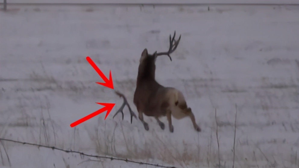 鹿茸割了鹿不会感染吗,割完鹿茸之后鹿会不会痛