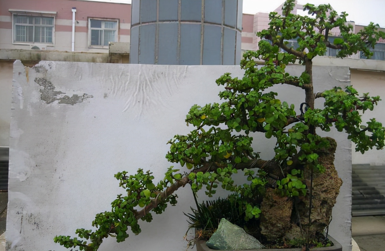 富贵花十大不吉利花,十二种寓意幸福美满富贵吉祥的花