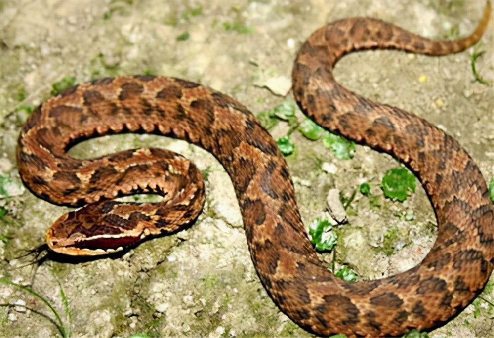 捕蛇奇人,河南奇人李群抓蛇