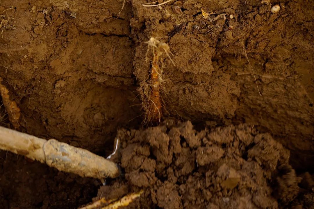 野生的山药好还是人工种植的好,山药种植新方法方便简单还高产