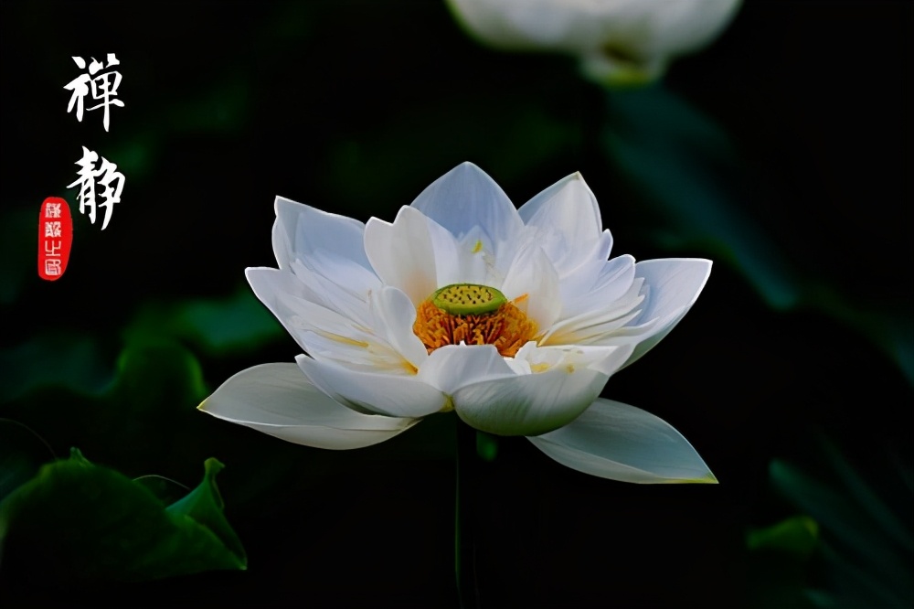 真正的静是动中静,真正的宁静是自己的心静