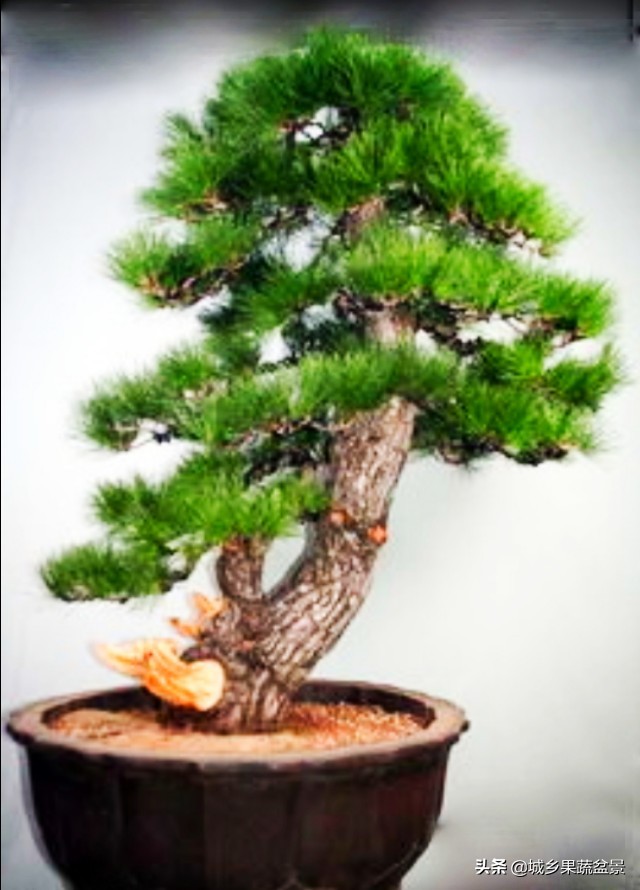 小黑松盆景的造型,黑松盆景各种造型名称及图片