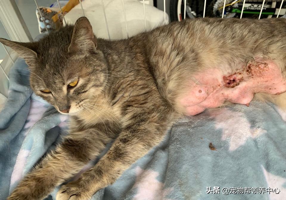 被遗弃的小法斗,法斗被遗弃