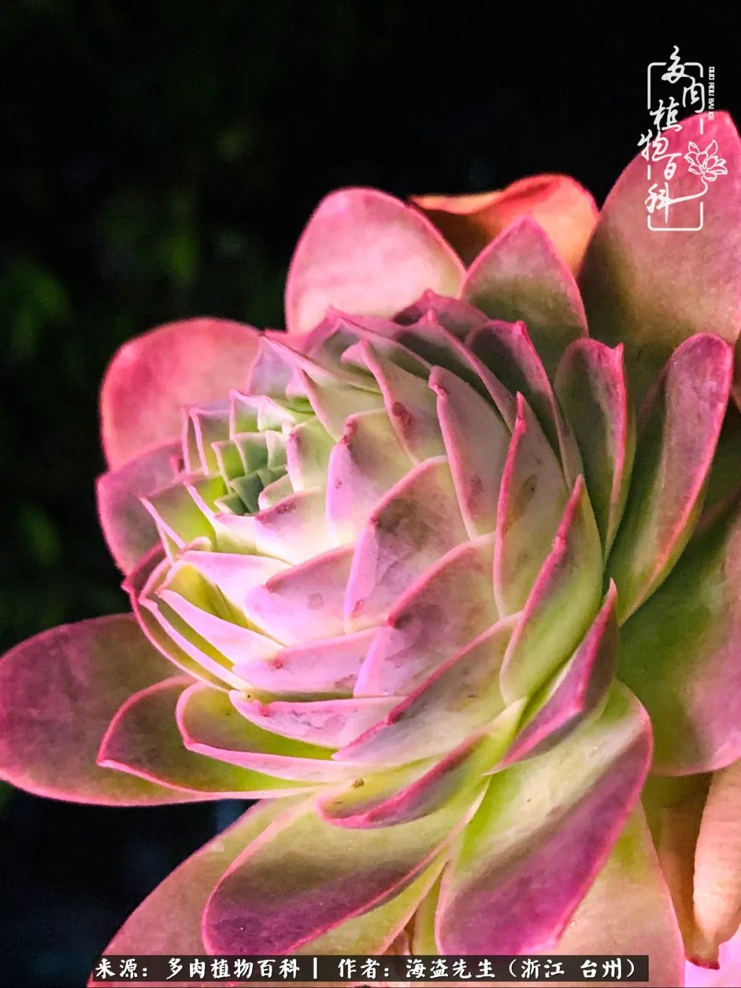 山地玫瑰养护顺口溜,山地玫瑰的养护种植注意事项视频