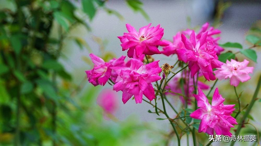 描写景物的作文素材句子,借春天的景物描写冬天的诗句