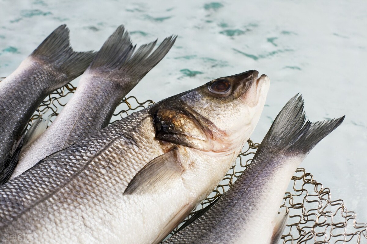 今日鮰鱼鱼价,今日鱼价花白鲢