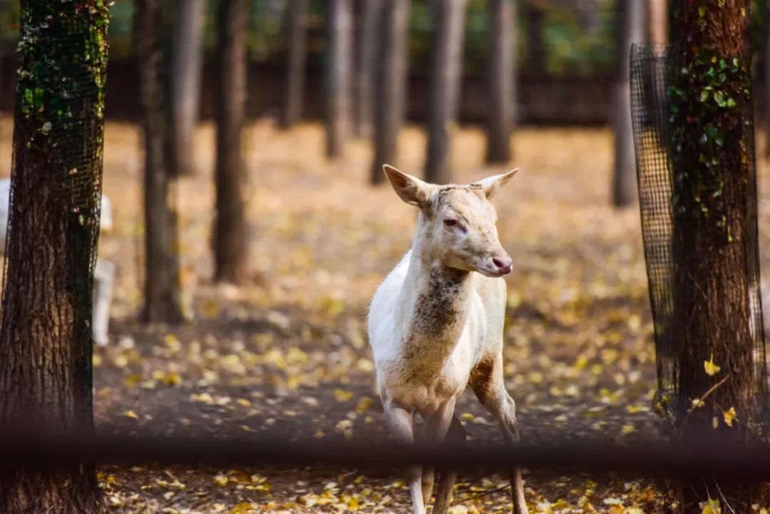 动物园、植物园、运动场、游乐场,洛阳从政坊大同坊,红得有道理