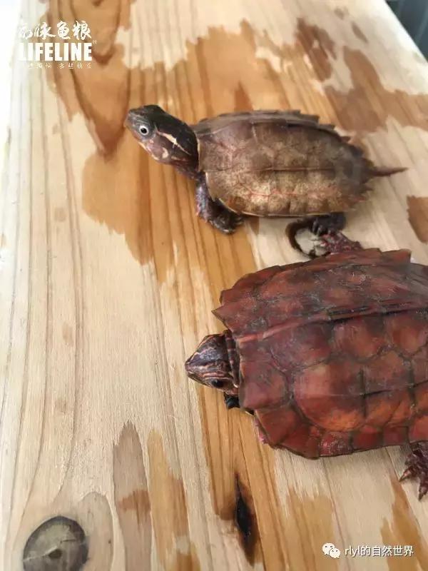 枫叶龟品种及图片大全,地龟和枫叶龟的区别