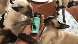 我们败了两款新型“猫*品毒**”孝敬主子，你猜哪种比较受猫欢迎？