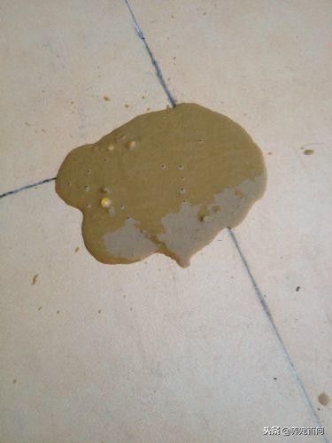 狗狗腹泻呕吐最快缓解方法,狗狗喂了螃蟹后呕吐拉肚子