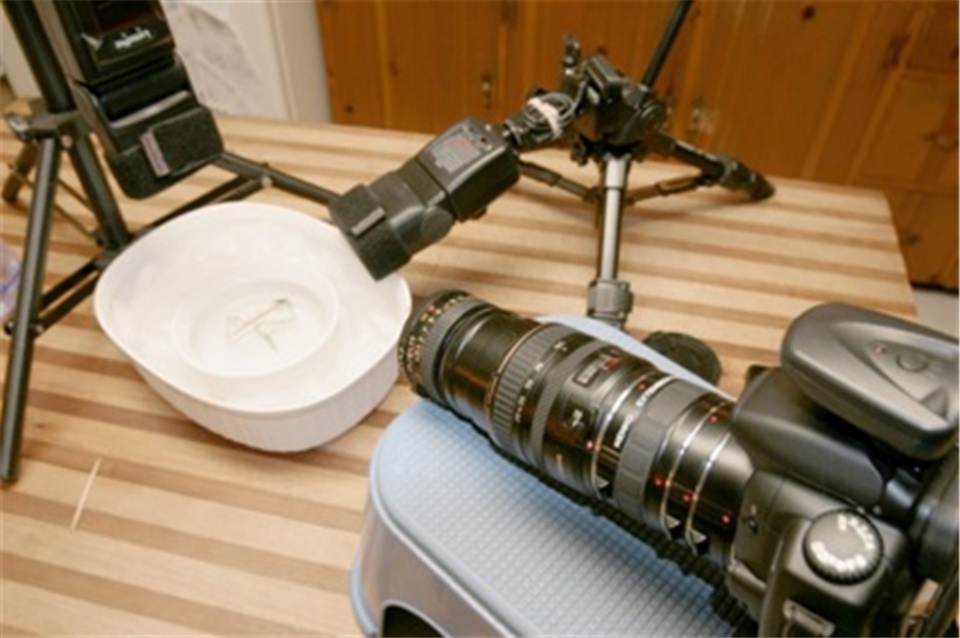 人物摆拍骗大奖,野生动物摄影造假