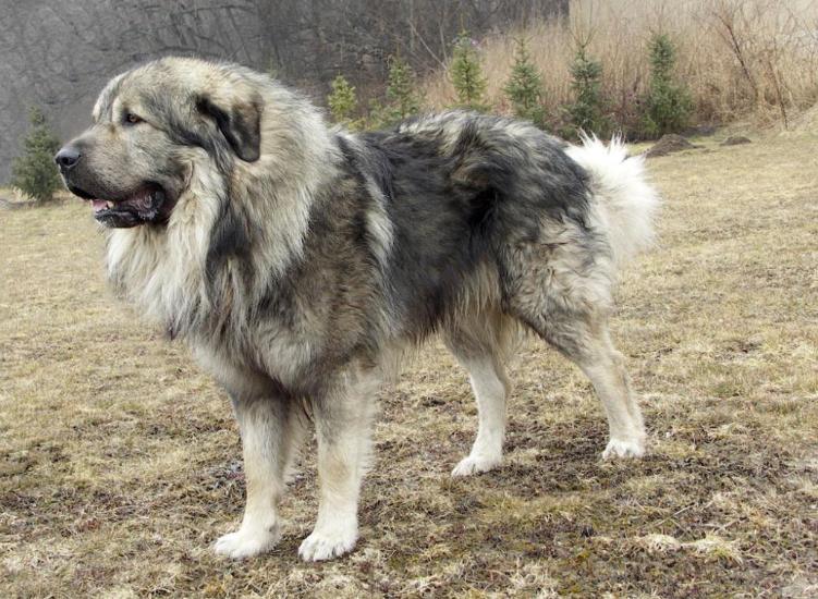 盘点猛犬界的“巨无霸”,猛犬四大巨无霸