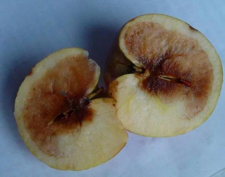 作物缺素原因及症状对照表收藏版,作物营养缺素诊断与科学施肥