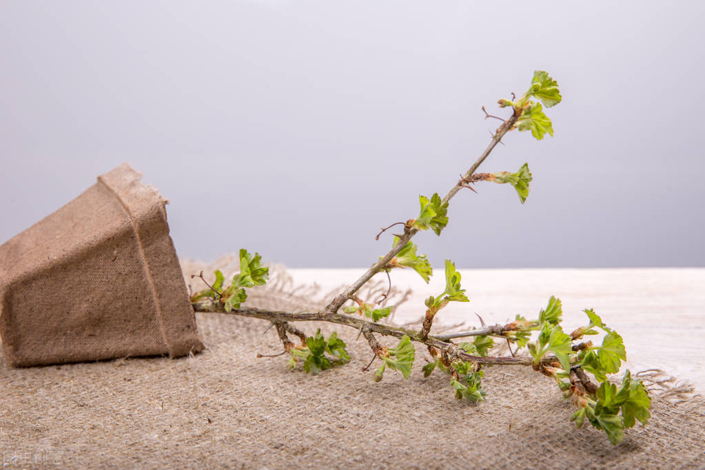 新西兰猕猴桃侵权案，二审宣判中国夫妇赔偿5558万，到底冤不冤？