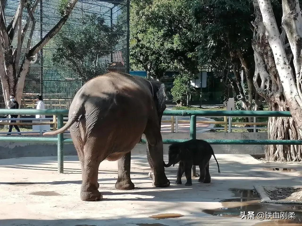 西双版纳景洪市景色壮丽的地方,西双版纳景洪市有什么好玩的景点