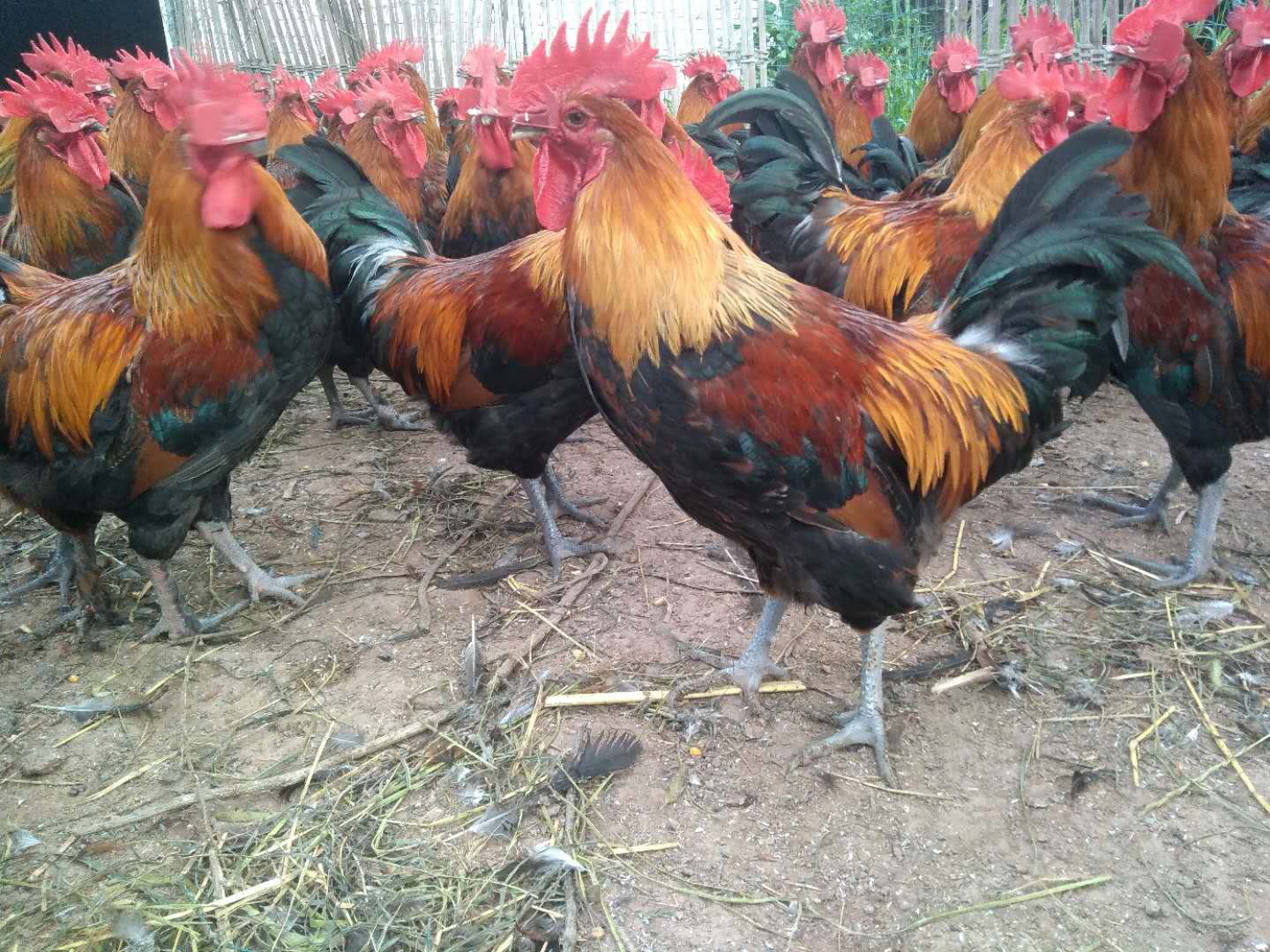 刚开产蛋鸡出现啄肛如何预防治疗,小鸡啄羽啄肛是怎么回事用什么药