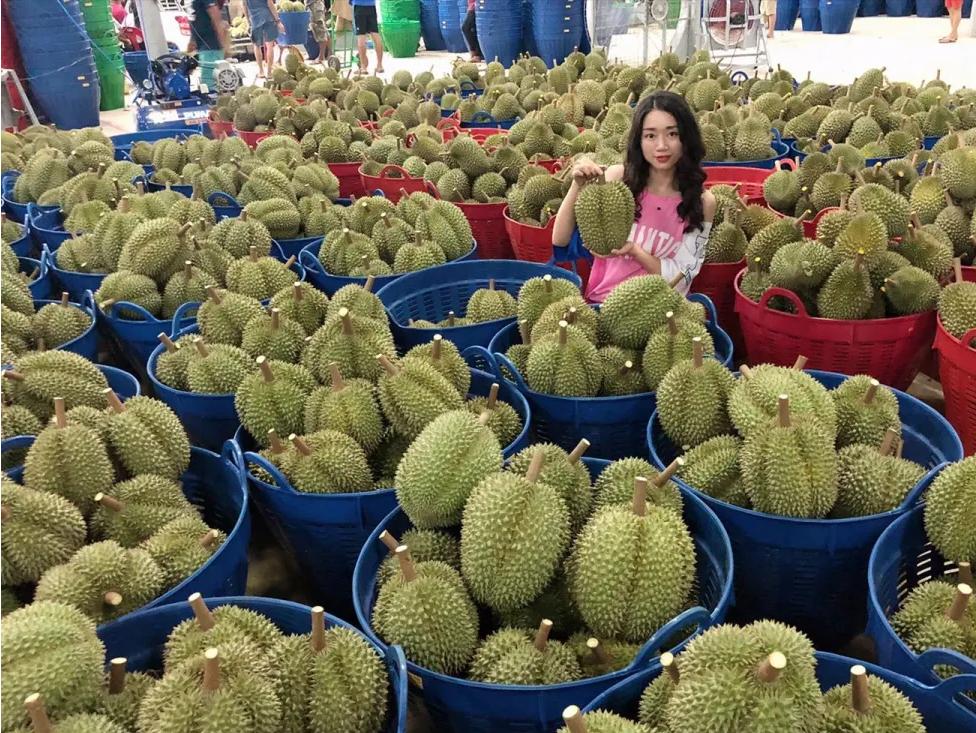 巴掌榴莲和甲仑榴莲哪个好,甲仑榴莲与金枕头榴莲口味