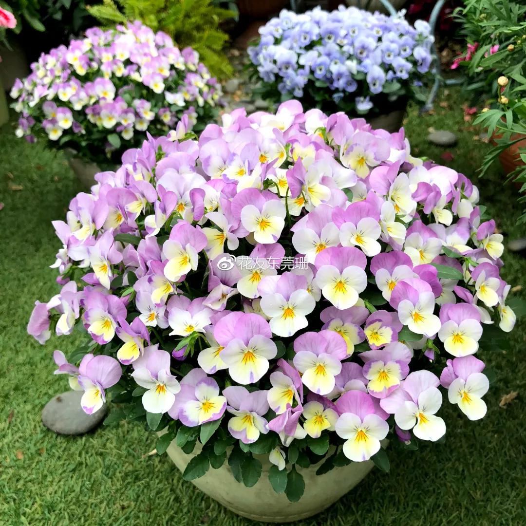 适合阳台养的四季开花有花香的花,花期长耐热耐寒又好养的花卉