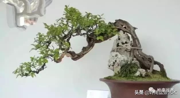 最美的100盆雀梅盆景,雀梅盆景第一年修剪视频