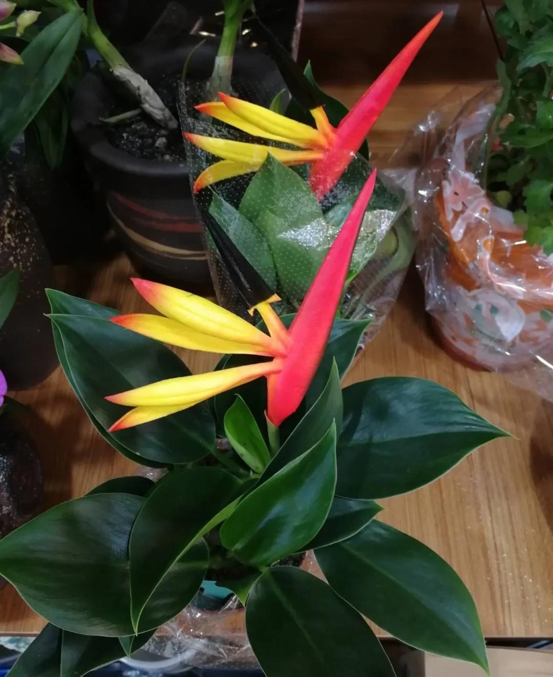 教你如何避开假货买到真品,一张图告诉你怎样分辨假货