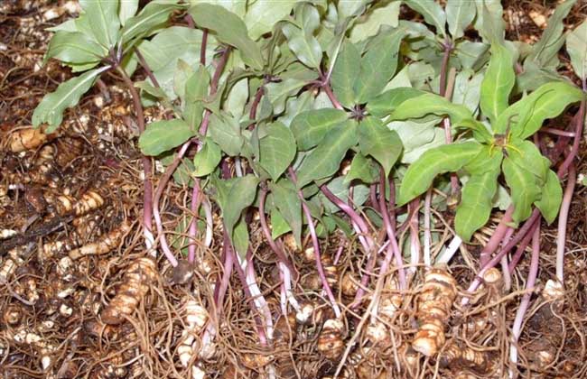 三七种植条件和技术要点视频,三七的种植技术及亩产效益