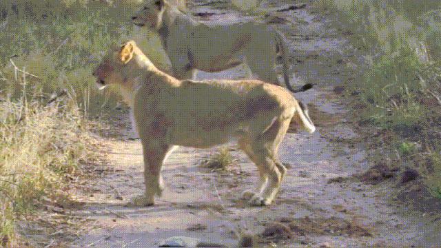 电鳗的电可以发电吗,电鳗为什么能够发电