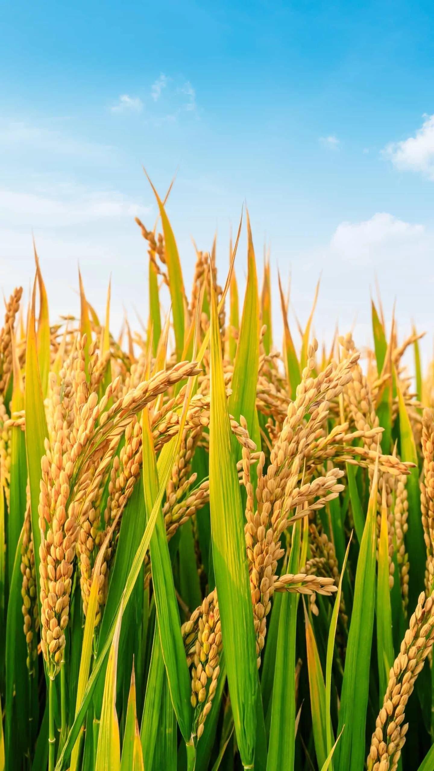 永远的怀念图,永远的怀念王爱华